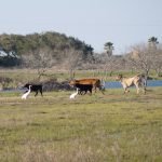 Whooping cranes and cows