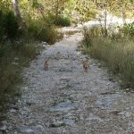 Chihuahua pups on the trail