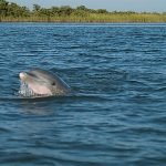 Dolphin closeup, Rockport, Texas