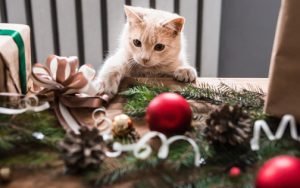 Photo of a kitten playing with Christmas toys.