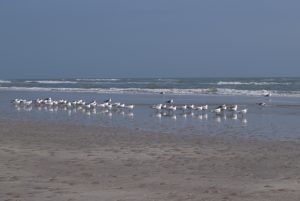 Photo of Mustang Island beach and seagulls