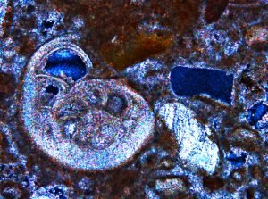Thin section photo of a limestone, showing a slice through a fossil