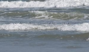 Photo of ducks in the sea