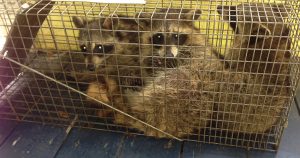 3 raccoons in a trap