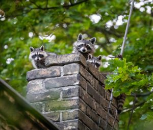 Raccoons peeking out of a chimney