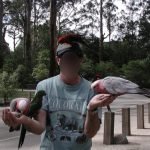 Ian with lorikeets, green parrots and pink galahs. 