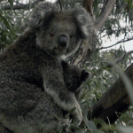 Mother koala and baby in a tree