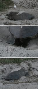 3 photos of sea turtle on a beach