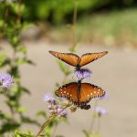 Two monarch butterflies on Gregg's mistflower, a Texas wildflower.