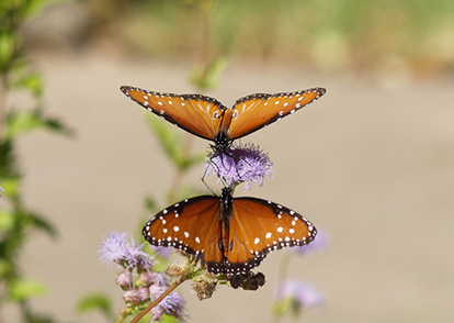 Photo of two monarch butterflies on flower