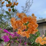 Bright orange and purple bougainvillea