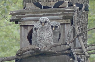 Screenshot of all three owlets at nest entrance.