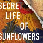 Small version of Sunflowers cover image