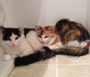 Photo of two kittens huddled by a toilet tank, one black and white and one calico.