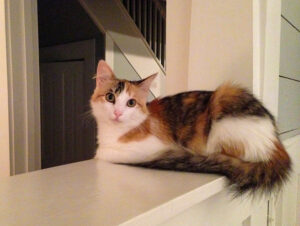 Closeup photo of the calico cat Leila, sitting on a ledge.