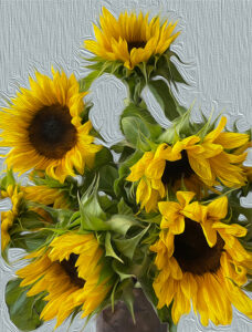 A photo of sunflowers on a gray background